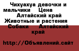 Чихуахуа девочки и мальчики. › Цена ­ 10 000 - Алтайский край Животные и растения » Собаки   . Алтайский край